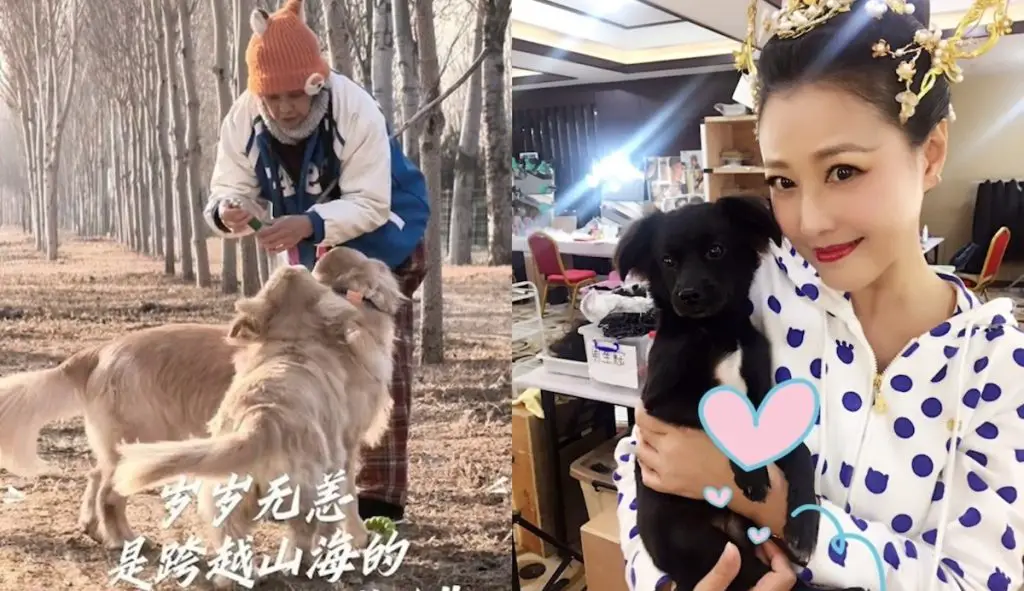 Kathy Chow’s Two Dogs Adopted by Fellow Actress After Her Passing